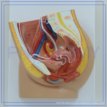 Anatomisches Modell des weiblichen Beckens PNT-1580 für Labor mit langer Nutzungsdauer